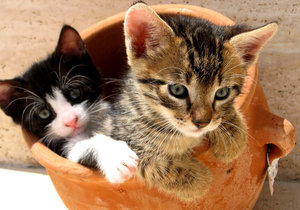 Kittens in een pot 3: 