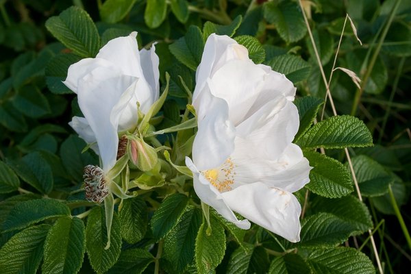 Danish white rose