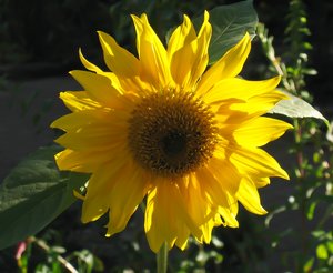 sunflower: sunflower