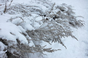 Snow scene: Snow scenes for backgrounds