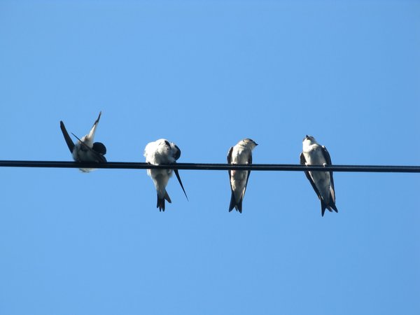swallows on the wire