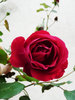 terciopelo rosa roja