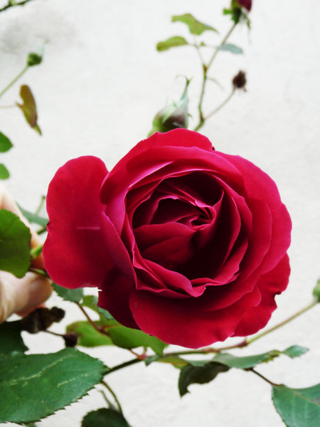 Red Velvet Rose: Rich red velvet hues of a climbing rose