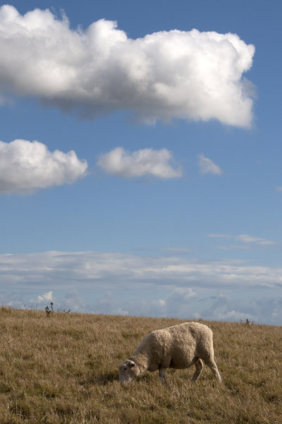 Sheep and clouds