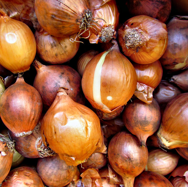 pickling onions: bulk quantity of small brown onions used for pickling