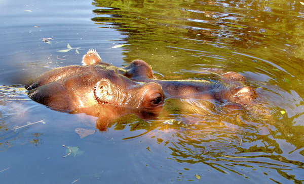 hippo ripples