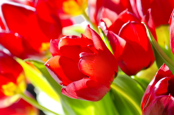 Red tulips in sunlight