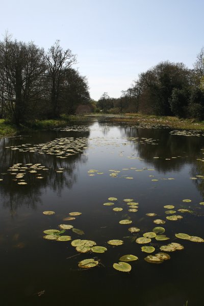 Moat and lilypads