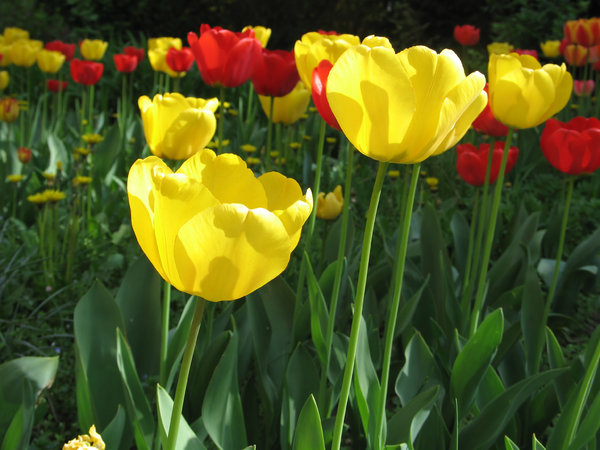 campo de tulipas: 