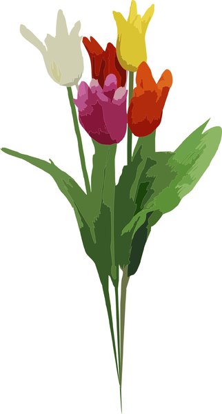 tulips