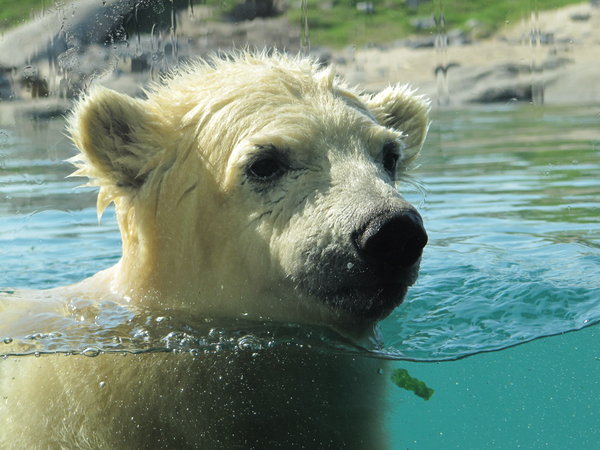 Vicks, bebé oso polar.: 