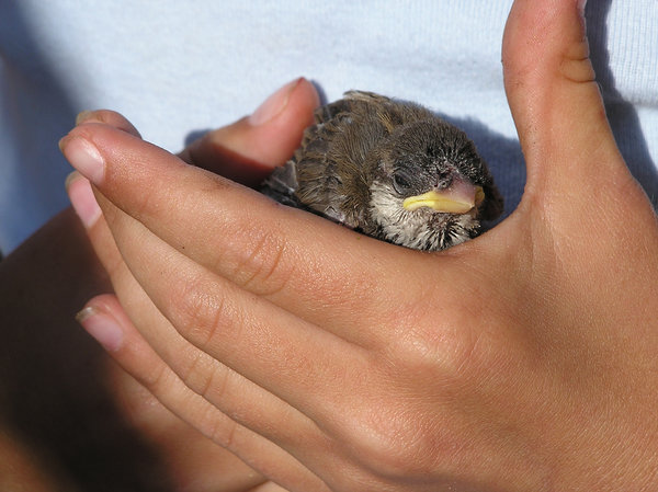 a bird in the hand