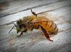 Bienenpflege