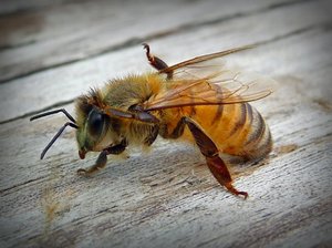 bee grooming