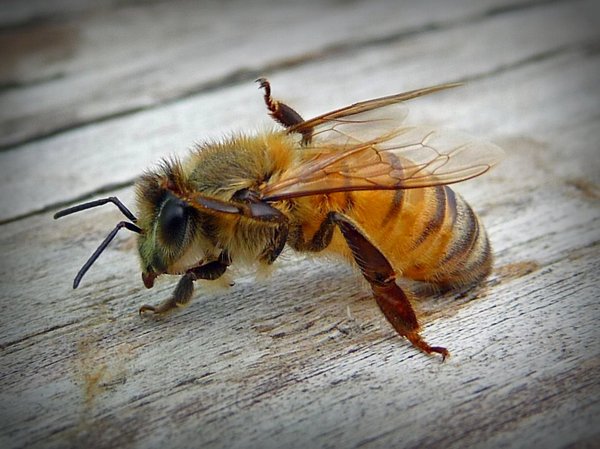 bee grooming: a bee, in between pollen runs, grooming his fuzzy little self with his little bee feet
