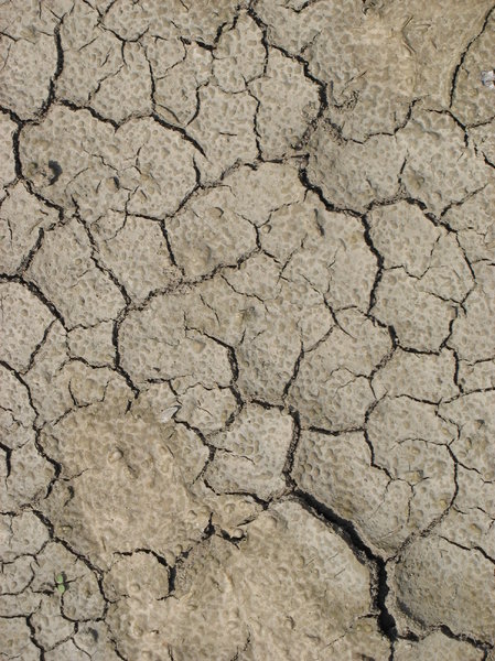 cracked earth: a bit of dried and cracked mud.