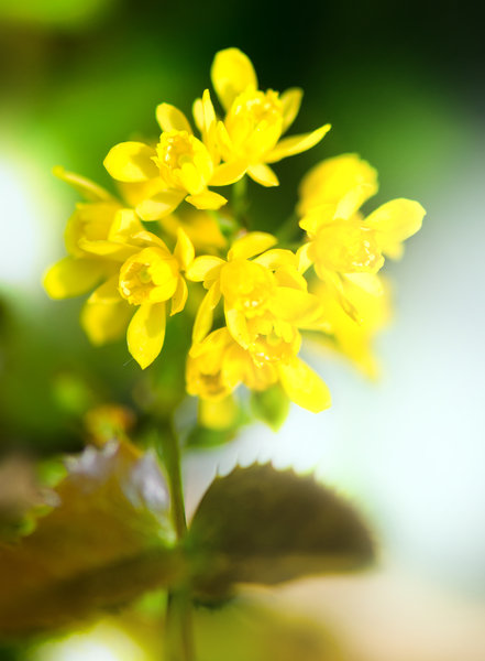 Download Yellow flowers | Free stock photos - Rgbstock - Free stock images | Zela | April - 20 - 2011 (24)