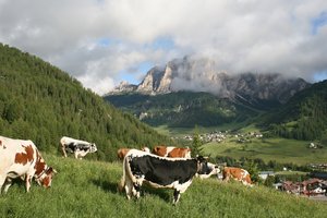 vacas en las montañas