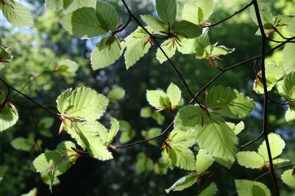 Young beech leaves