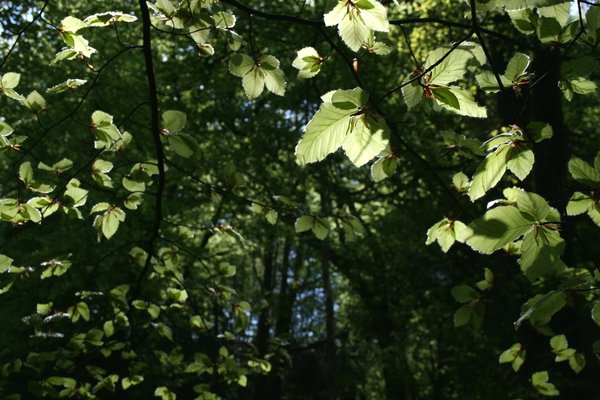 Young beech leaves
