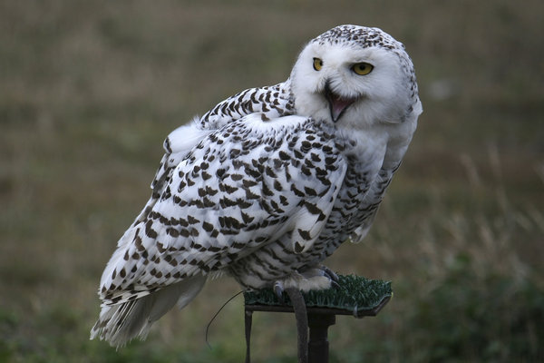 Snowy owl: Female captive-reared Snowy owl (Nyctea scandiaca) on a launch perch.