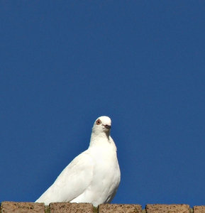 branco pássaro da paz: 