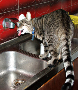dorstige kat: 