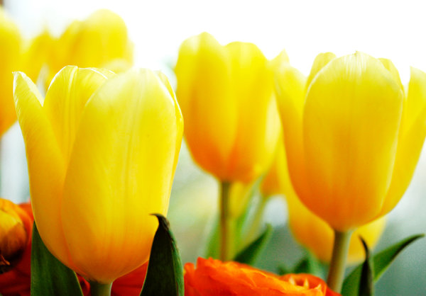 Tulips: Tulips