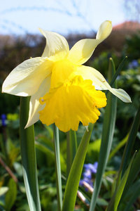 Daffodil | Free stock photos - Rgbstock - Free stock images | Graphic ...