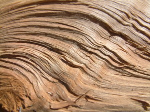 Wood Waves: Close up of a piece of wood