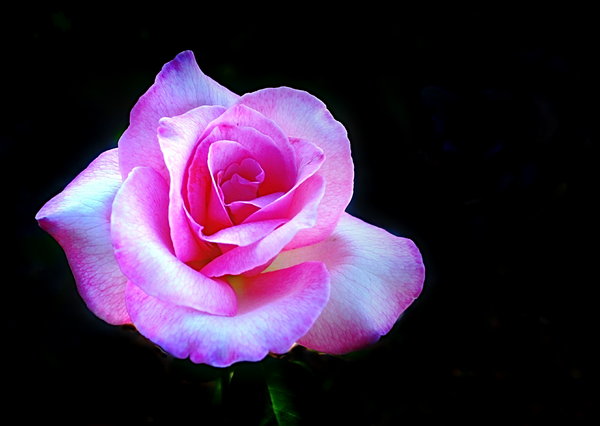 Pink Rose 3: A beautiful pink rose against a dark background.