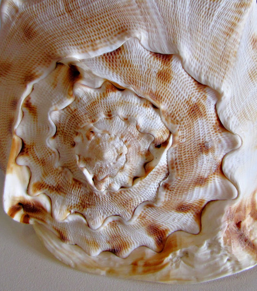 shell shaped