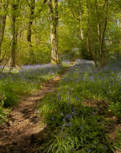 Bluebell Wood HDR