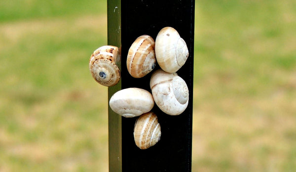 cluster of snails