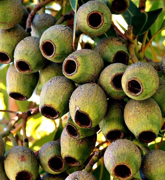 green gumnut cluster