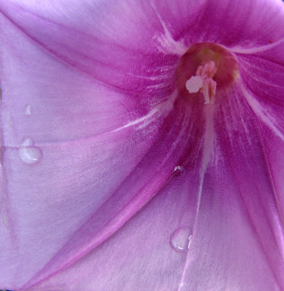 purple petal raindrops