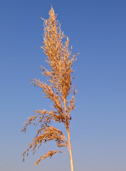 tall reed grass plant