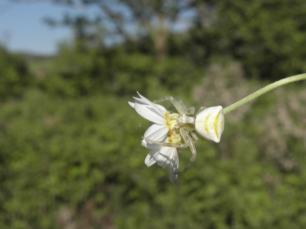 White spider on a white flower