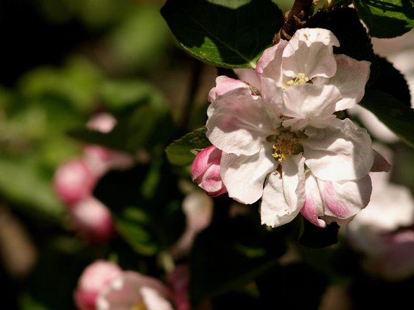 Apple flower: 