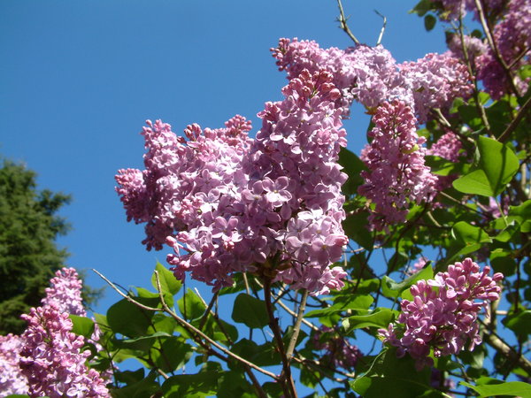 Lilac 2: Lilacs