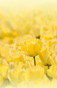 Yellow tulips: yellow tulips