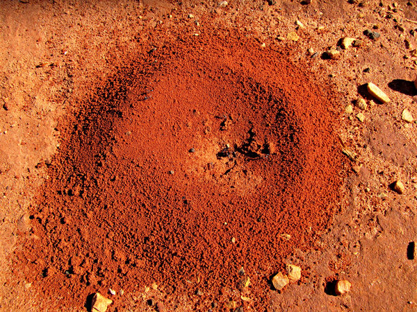 red entrance -  bull ants nest