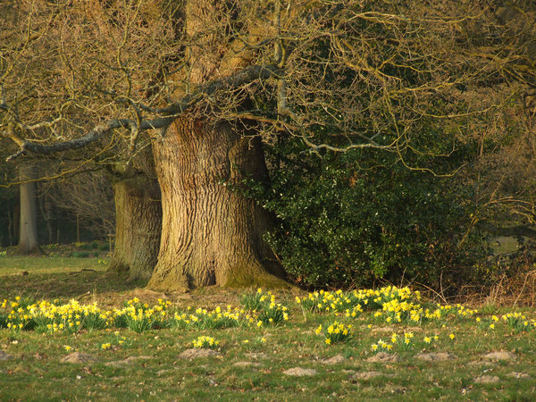 old oak tree: 