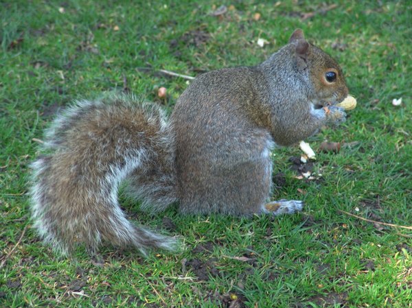 American Gray Squirrel