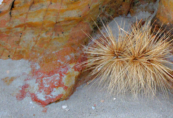 beach tumbleweed