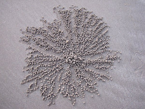 sand marbles: bubbler crabs sand balls resulting from their feeding