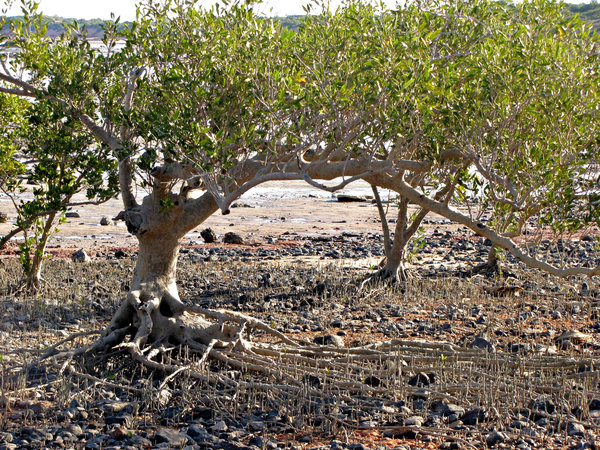 mangrove growth