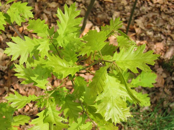young oak tree