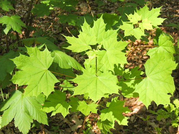 young maple leaves at spring