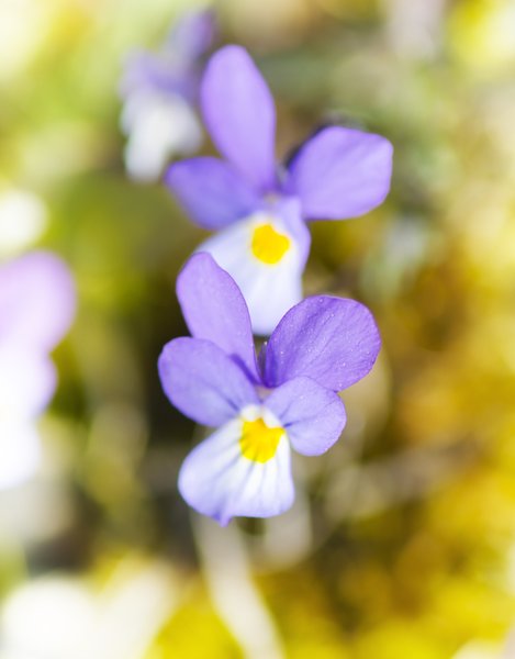 Tiny wild violets